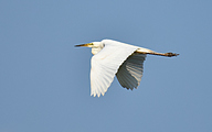 Great white egret (Ardea alba)